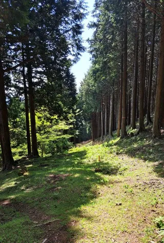 Forêt du mont Ooyama