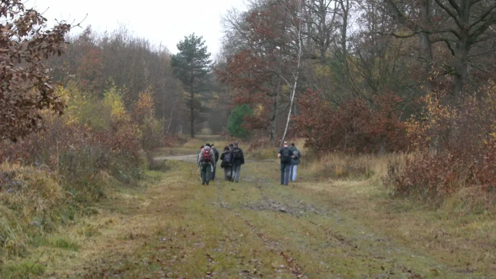 Foret de rambouillet sur le GR1