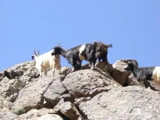 Les chèvres escaladant les rochers de l'Atlas