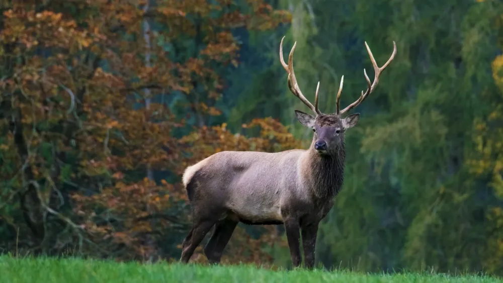 Beautiful elapse deer in a natural forest setting