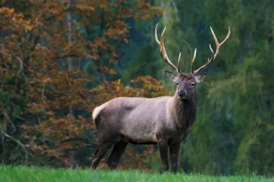 Magnifique cerf elapse dans un cadre forestier naturel