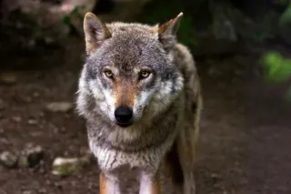Portrait of a wolf in a European natural context