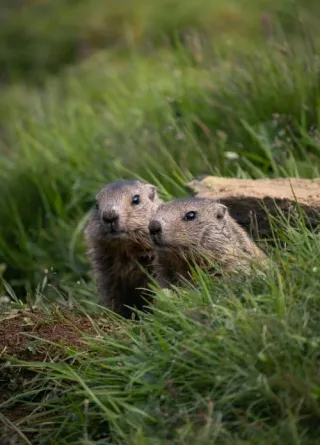 Couple of woodchucks observing at the entrance of their burrow