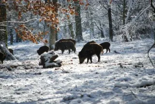 Wild boar herd in the snow in winter