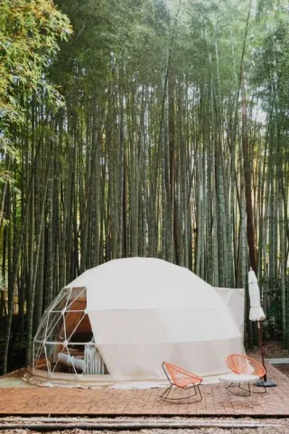 Modern tent with all the necessary equipment, in front of a bamboo forest
