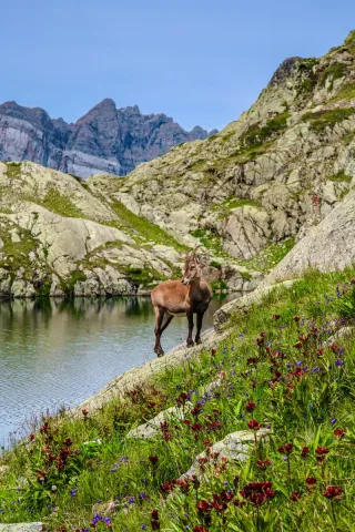 Alpine ibex standing on a flower-covered slope by a mountain lake, surrounded by rocky peaks.