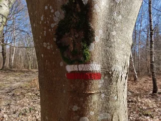 White and red GR 11 trail marking painted on a tree trunk, Route de la Brisée in the Forest of Fontainebleau