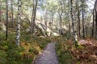 Dirt path lined with birches, ferns and sandstone boulders in the Forest of Fontainebleau