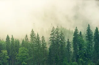 Forest in the fog