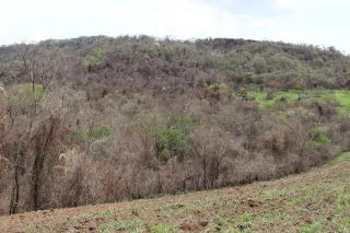 Wooded hillside scorched by fire, with dried-out trees and the first green regrowth
