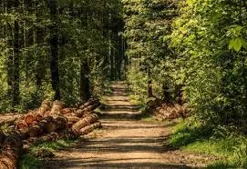 Forêt de Montmorency