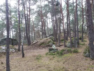 Scots pine and birch woodland scattered with sandstone boulders in the Trois Pignons forest