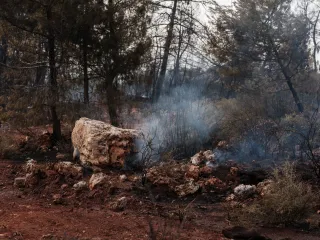 Smoke rising from burned ground scattered with rocks in a pine woodland after a fire