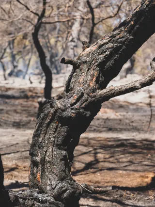 Close-up of a twisted, charred tree trunk in a forest devastated by fire